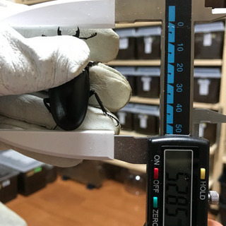 ❼ギラファノコギリクワガタ 新成虫 ♀単品 未後食の画像