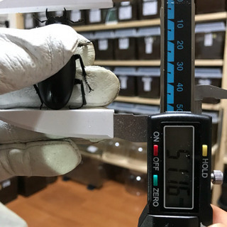 ❽ギラファノコギリクワガタ 新成虫 ♀単品 未後食の画像