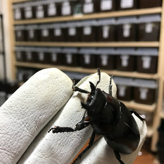 ❾ギラファノコギリクワガタ ⚫︎フセツ欠け 新成虫 ♀単品 未後食の画像