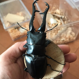 ❾ギラファノコギリクワガタ ⚫︎フセツ欠け 新成虫 ♀単品 未後食の画像