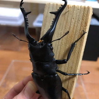 ❾ギラファノコギリクワガタ ⚫︎フセツ欠け 新成虫 ♀単品 未後食の画像