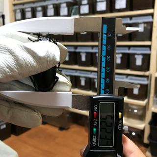 ❿ギラファノコギリクワガタ 新成虫 ♀単品 未後食