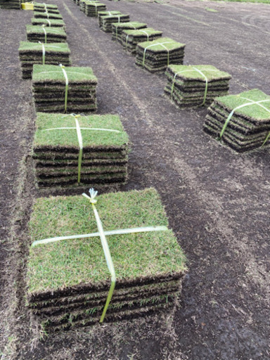 【残り１５平米】姫高麗芝　正規品　２５平米分