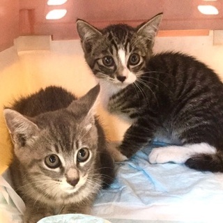 お目々パッチリの子猫達です♪