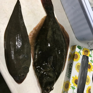 三重県北部で釣り友募集٩(^‿^)۶