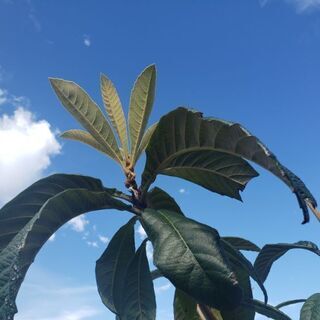 伐採　果樹をいただけますか…。