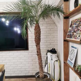 フェニックスロベレニー(シンノウヤシ)230cm
