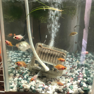 ほぼ桜コメット　金魚全ての画像