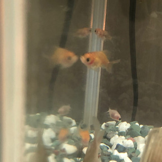 ほぼ桜コメット　金魚全ての画像