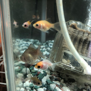 ほぼ桜コメット　金魚全ての画像