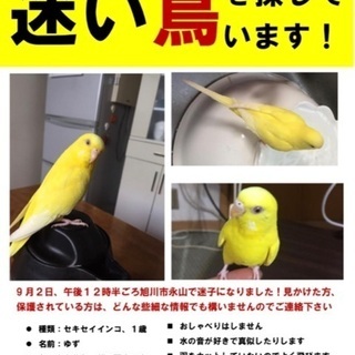 【迷い鳥】9/2北海道旭川市永山で黄色いセキセイインコが迷子にな...