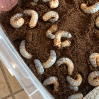 カブトムシの幼虫