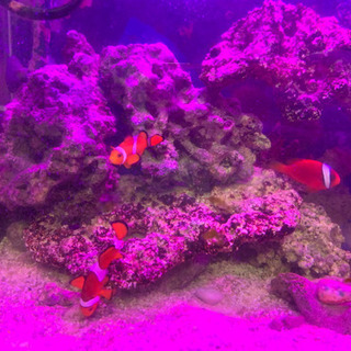 海水魚　ニモ　クマノミ　ライブロック　エーハイム2213 LED...