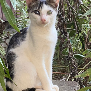 生後4ヶ月位の野良の子猫