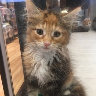 猫好き集まれ〜パート3