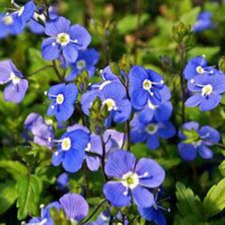 ベロニカオックスフォードブルー⭐︎花の苗ください