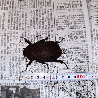 オキシデンタリスの中古が安い！激安で譲ります・無料であげます