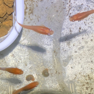 ミニアクアリウム  水槽　no3の画像