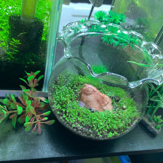 ミニアクアリウム  水槽　no3の画像