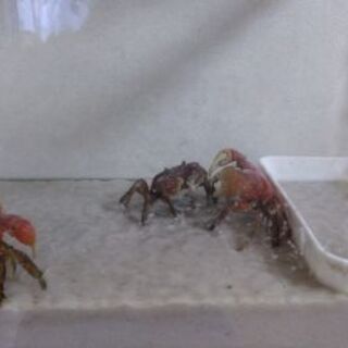 ベンケイガニ3匹