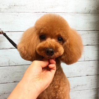 トリミングします✂︎ 貝塚市 − 大阪府