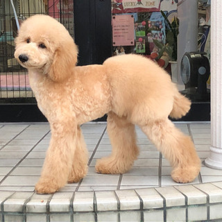 トリミングします✂︎ 貝塚市 - 地元のお店