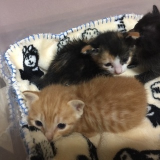 生後3週間 仔猫達の家族になって下さい