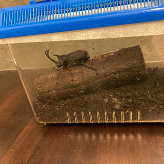 カブトムシオス　フルセット