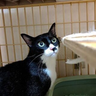 兄弟に苛められていた福ちゃん、単身者向き