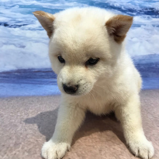 ペットショップの画像