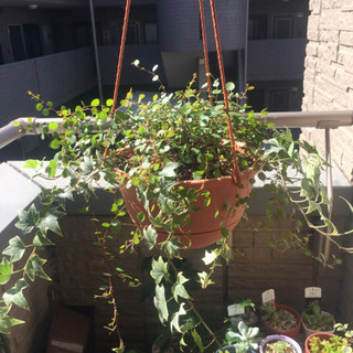 アイビー ワイヤープランツ 寄せ植え