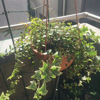 アイビー ワイヤープランツ 寄せ植えの画像