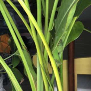 旅人の木　観葉植物　オーガスタ