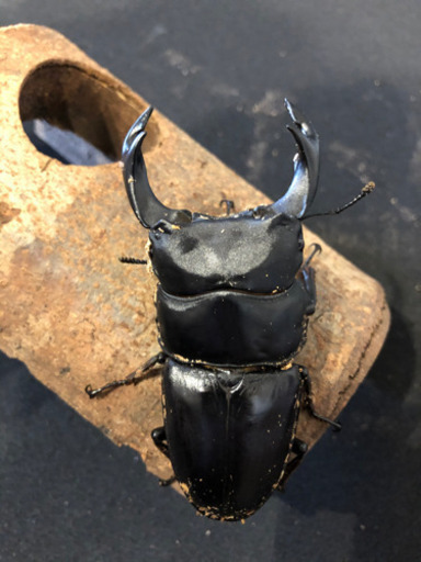 オオクワガタ久留米(マツノインセクト)大型血統ペア