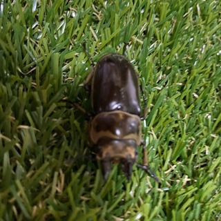 ババオウゴンオニクワガタ♂2020年7月15日羽化日の画像