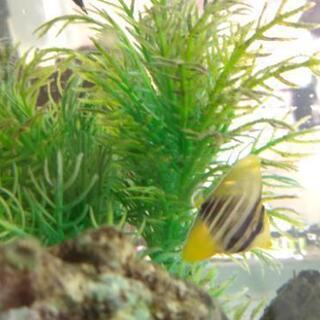 海水魚3三種セット