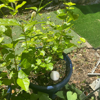 ジャスミン  ピカケ？ 植木 貰ってください