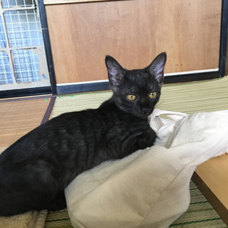 短毛黒にうっすら縞模様♪