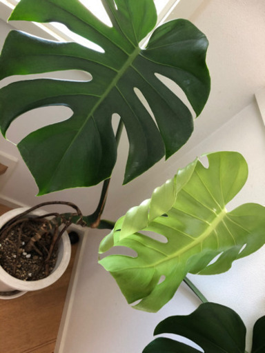 観葉植物 モンステラ 根上り