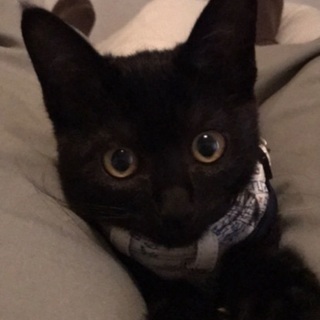 見た目も性格もかわいい黒猫の女の子です