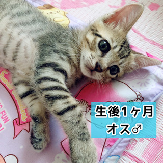 生後1ヶ月♡キジトラ♂
