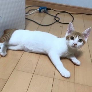 ちょっとビビリの美猫トト君