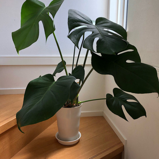 観葉植物 モンステラ