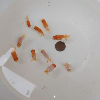 宇野系らんちゅう当歳魚　1匹200円！残り10匹！