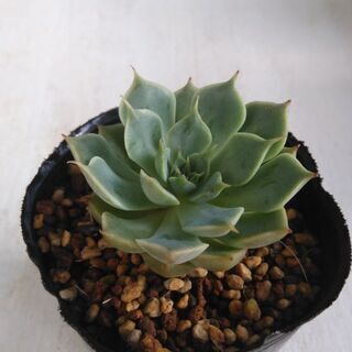 多肉植物　マーガレットレッピン④の画像