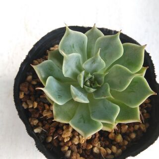 多肉植物　マーガレットレッピン④の画像