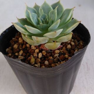 多肉植物　マーガレットレッピン④の画像