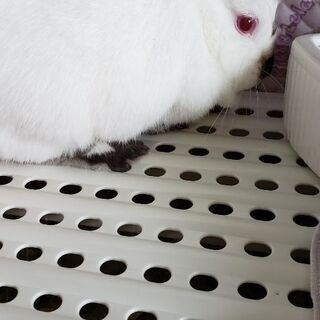 ミニうさぎ　　メス1才4ヶ月