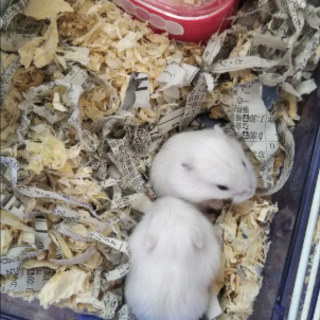 ジャンガリアン ホワイトパール