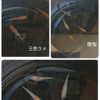 めだか☺️メダカ😊🇯🇵無人販売